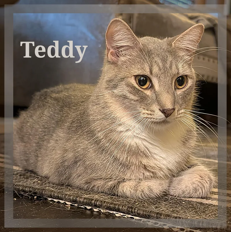 Teddy Grahams thumbnail 2