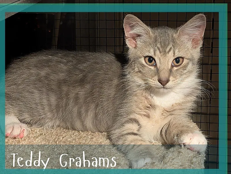 Teddy Grahams thumbnail 3
