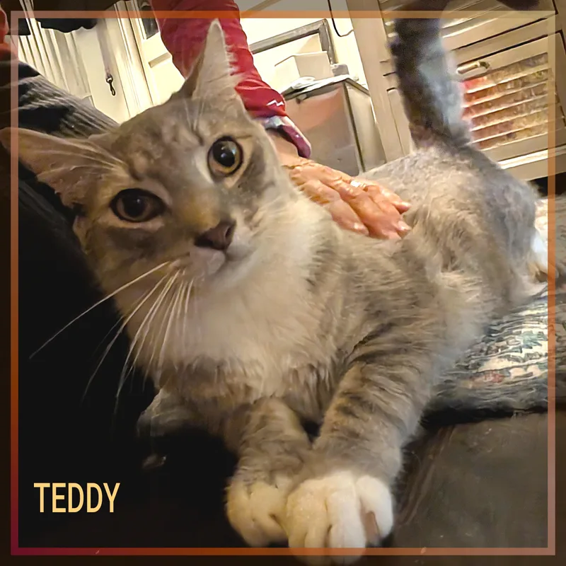 Teddy Grahams thumbnail 4