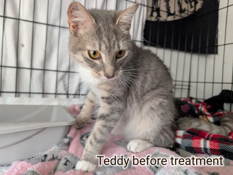 Teddy Grahams thumbnail 5