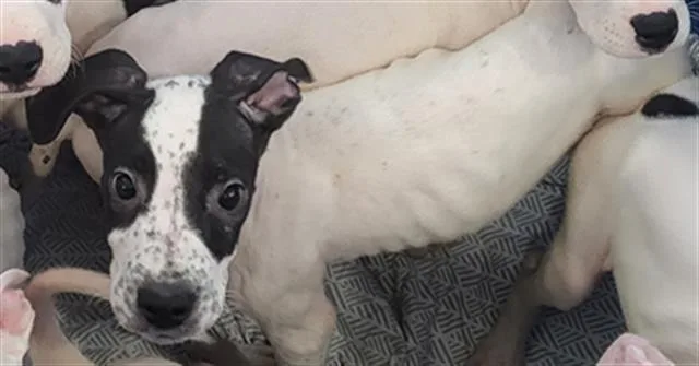 A baby large-sized male Mixed Breed dog named Wine for adoption in Dallas, TX