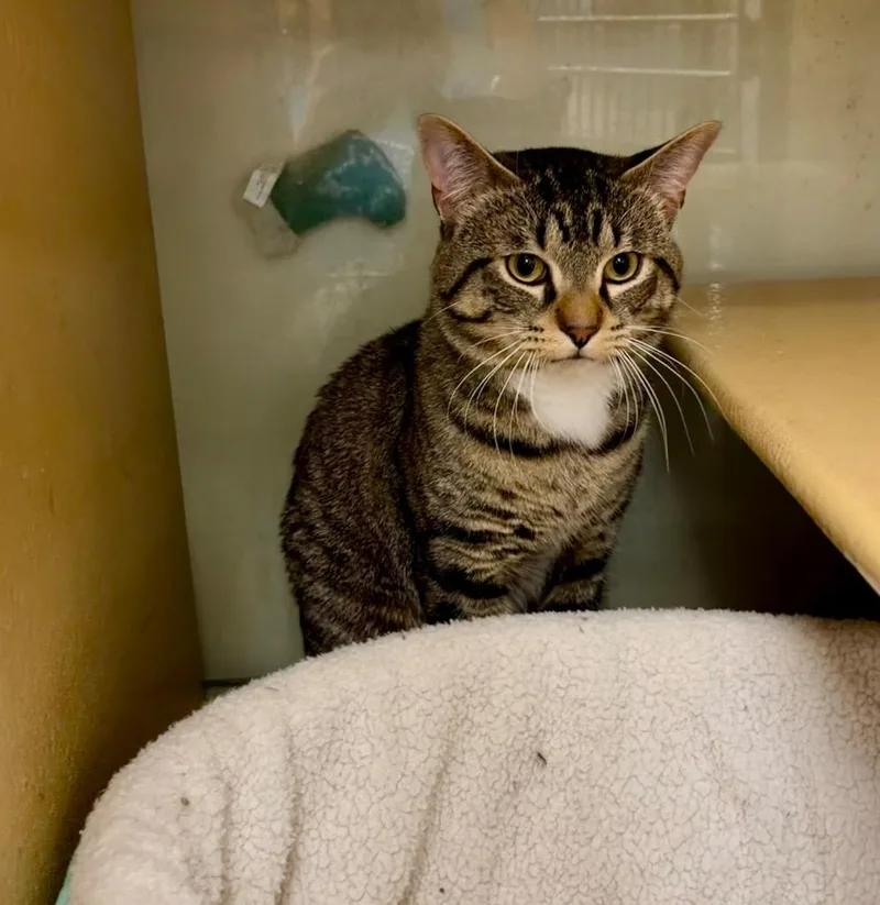 An adult medium-sized male Domestic Short Hair cat named Langston for adoption in Fort Lupton, CO