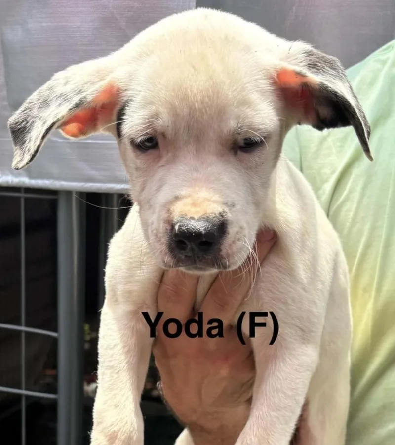 Yoda
