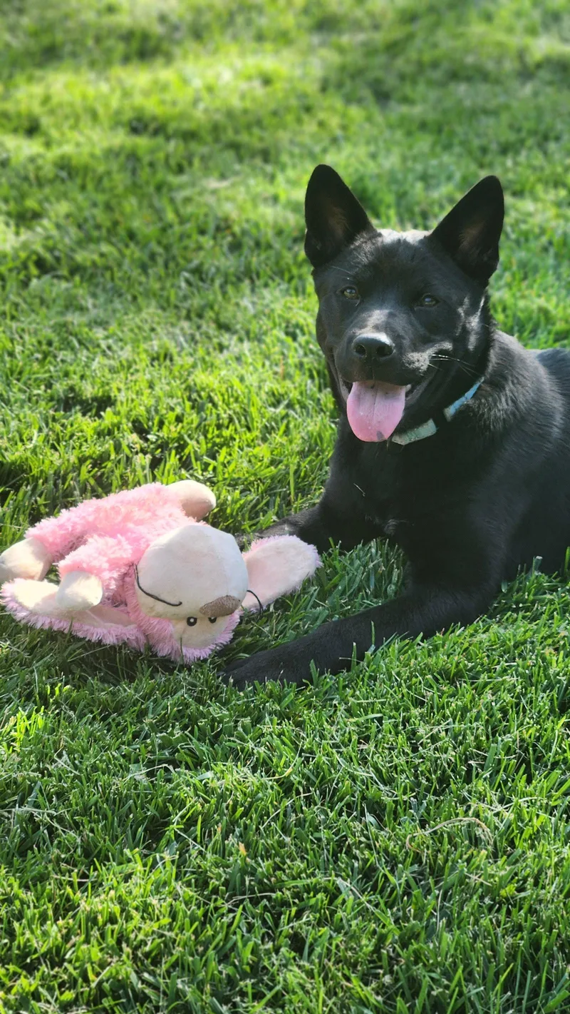 A young medium-sized female Chow Chow dog named Shenzi for adoption in Sunnyvale, CA