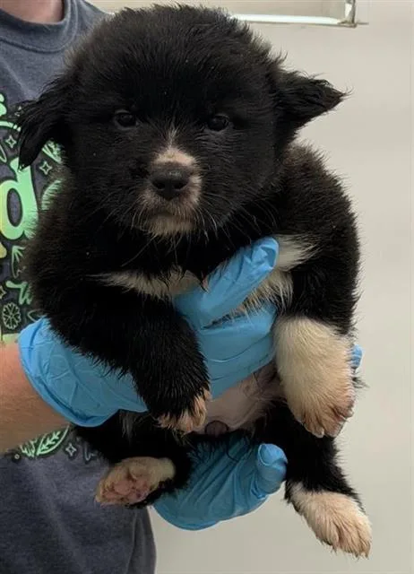 A baby small-sized female American Staffordshire Terrier dog named Au Gratin for adoption in San Antonio, TX