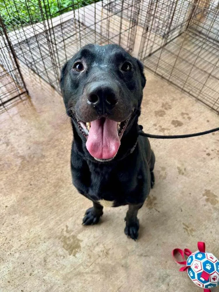 An adult large-sized male Black American Staffordshire Terrier dog named Axel for adoption in Scott, LA