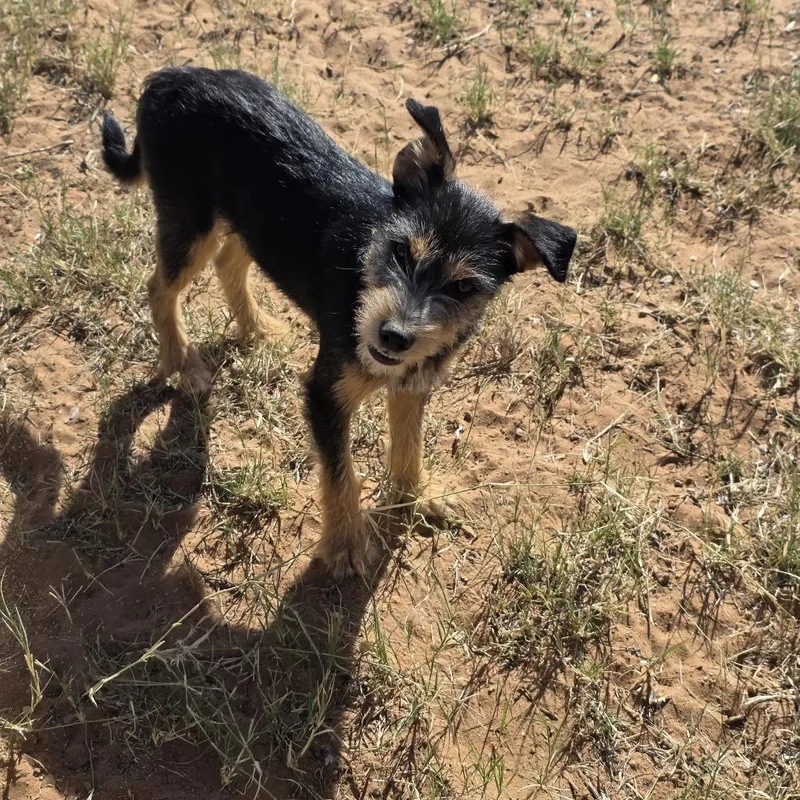 A young small-sized male Black Terrier dog named Ares for adoption in Midland, TX