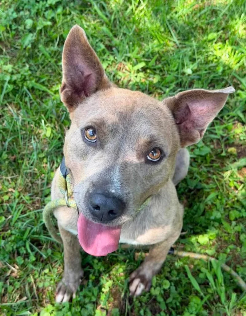 An adult medium-sized male Brindle Labrador Retriever dog named Romeo for adoption in Virginia Beach, VA