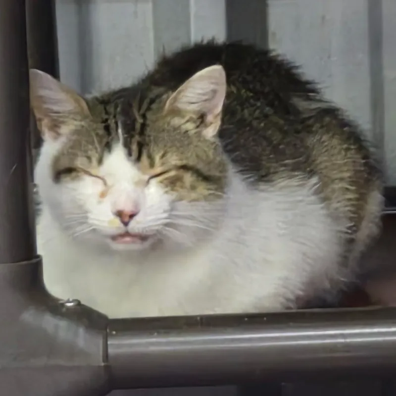 A young medium-sized male Domestic Short Hair cat named Azzie for adoption in SNOW HILL, NC