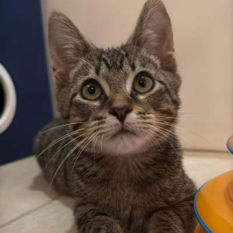 A baby medium-sized male Tabby (Brown / Chocolate) Domestic Short Hair cat named Sunny for adoption in Murfreesboro, TN