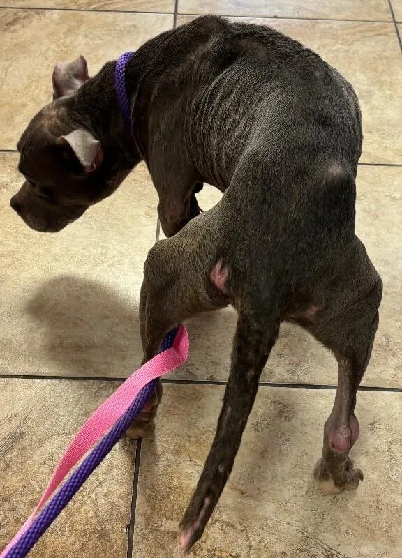 An adult medium-sized female Gray / Blue / Silver Mixed Breed dog named Mia Wallace for adoption in Cincinnati, OH