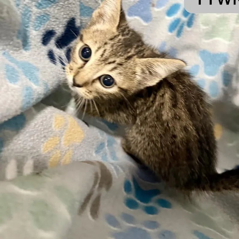 A baby small-sized female Brown / Chocolate Domestic Short Hair cat named Salsa Cloud for adoption in Austin, TX