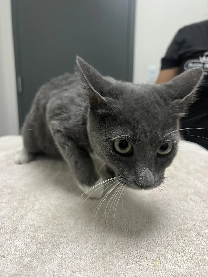 A baby medium-sized male Domestic Short Hair cat named Adam for adoption in Chico, CA