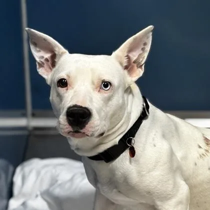 An adult medium-sized female Mixed Breed dog named Serena for adoption in Merriam, KS