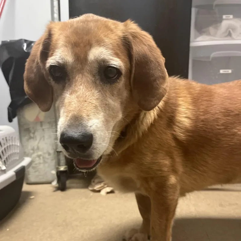 A senior medium-sized male Red / Chestnut / Orange Mixed Breed dog named Sammy for adoption in Chattanooga, TN
