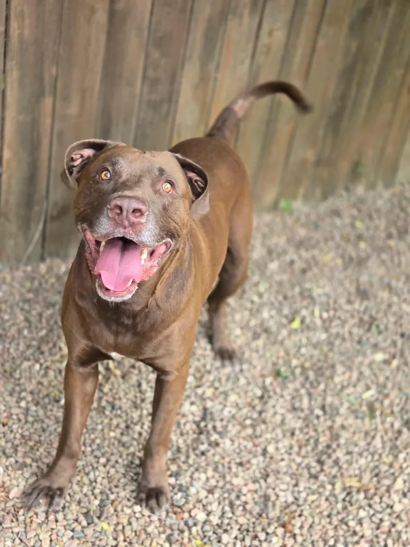 A senior large-sized male Labrador Retriever dog named Jake for adoption in Canon City, CO
