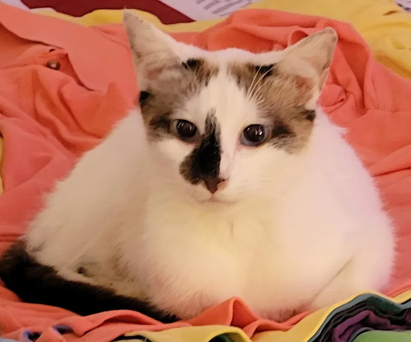 An adult medium-sized female White Siamese cat named Manicotti for adoption in Knoxville, TN