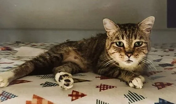 Peanut The Sweet Girl