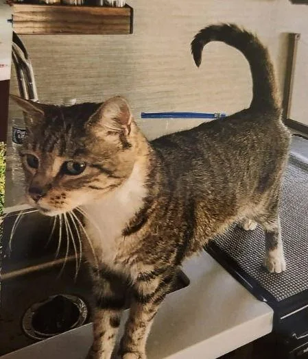 Peanut The Sweet Girl thumbnail 2