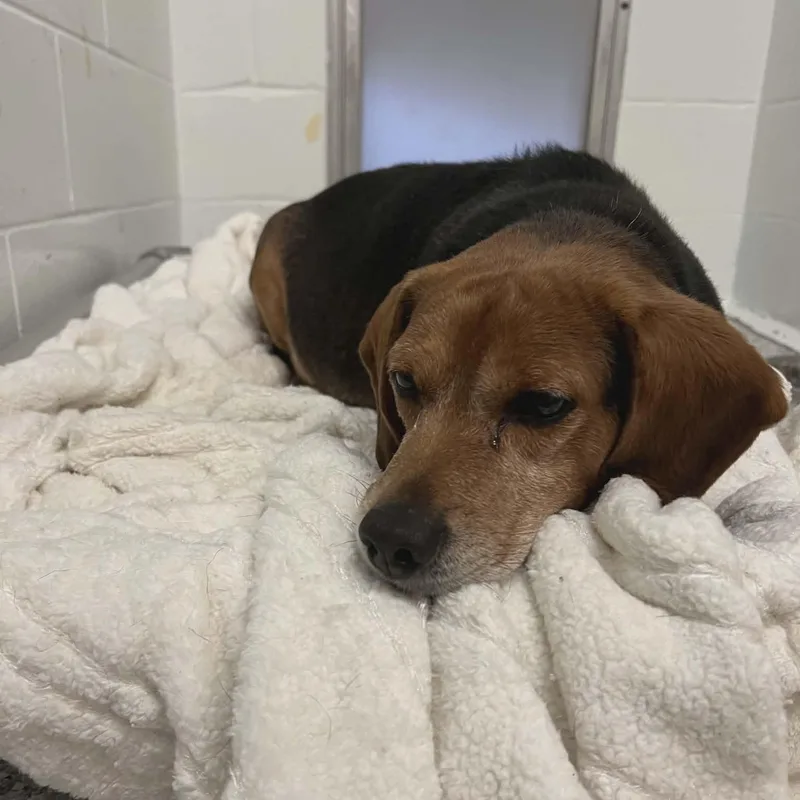 Butterbean thumbnail 2