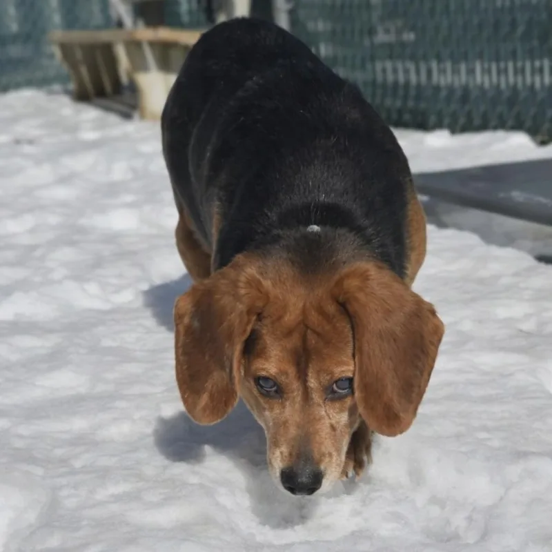 Butterbean thumbnail 3