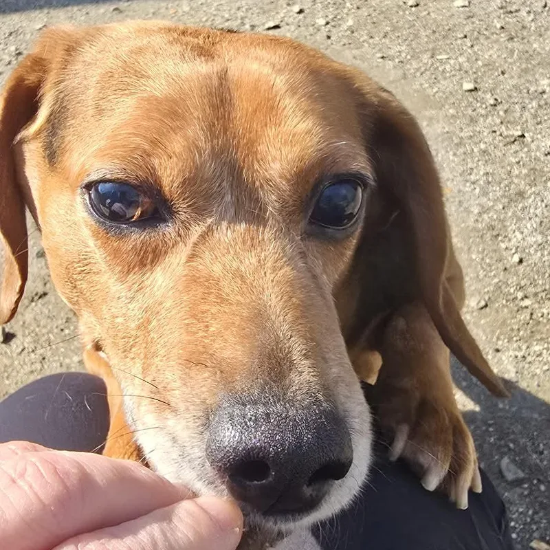 Butterbean thumbnail 4