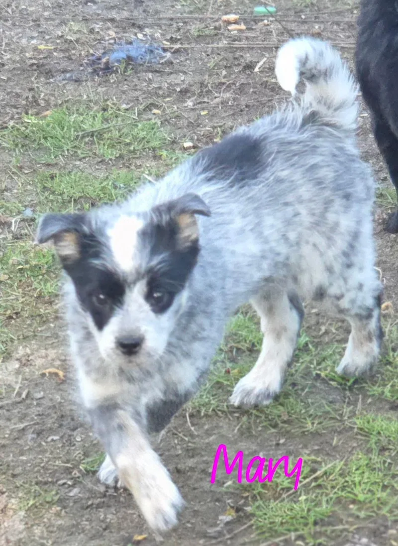 A baby medium-sized female Black Shih Tzu dog named Mary for adoption in Warren, MI
