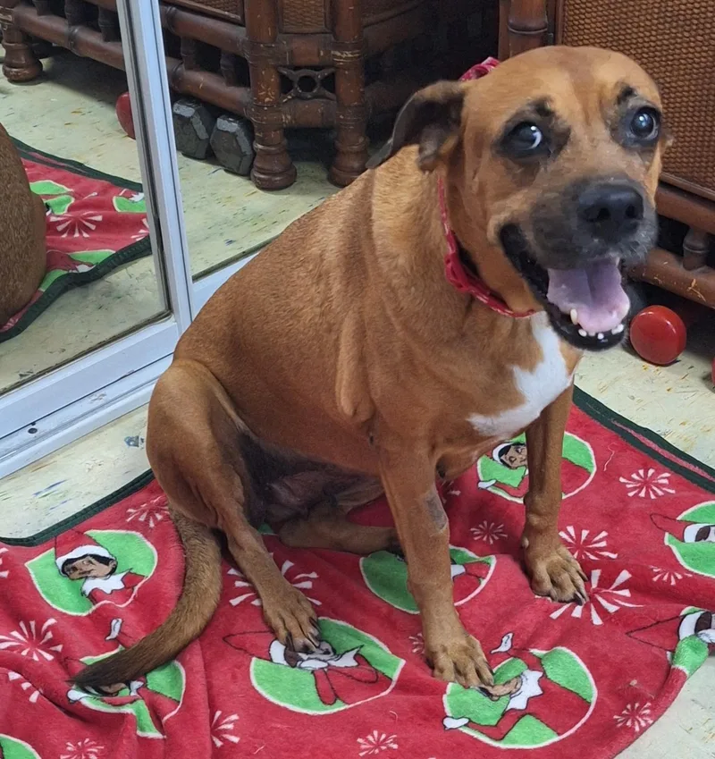 An adult medium-sized female Brown / Chocolate Hound dog named Nadine for adoption in New York, NY