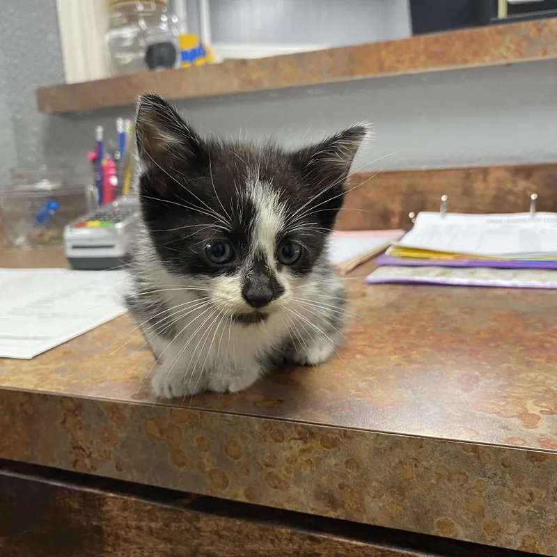A baby small-sized male Black Domestic Short Hair cat named Waffle for adoption in Houston, TX