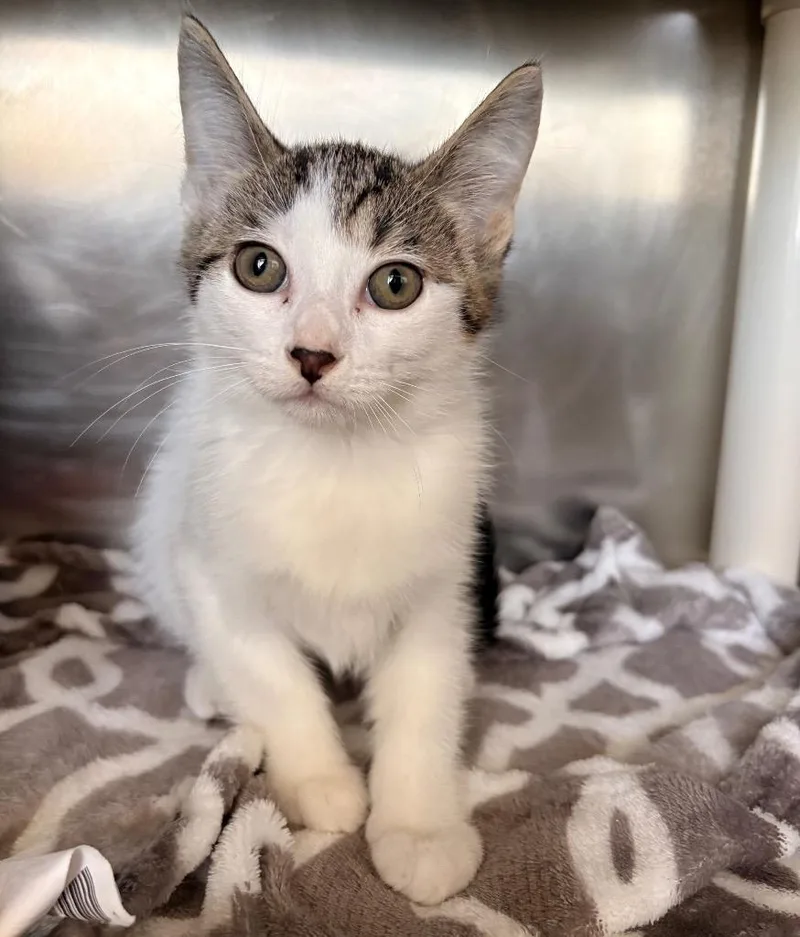 A baby small-sized female Domestic Short Hair cat named Charlotte for adoption in Detroit, MI