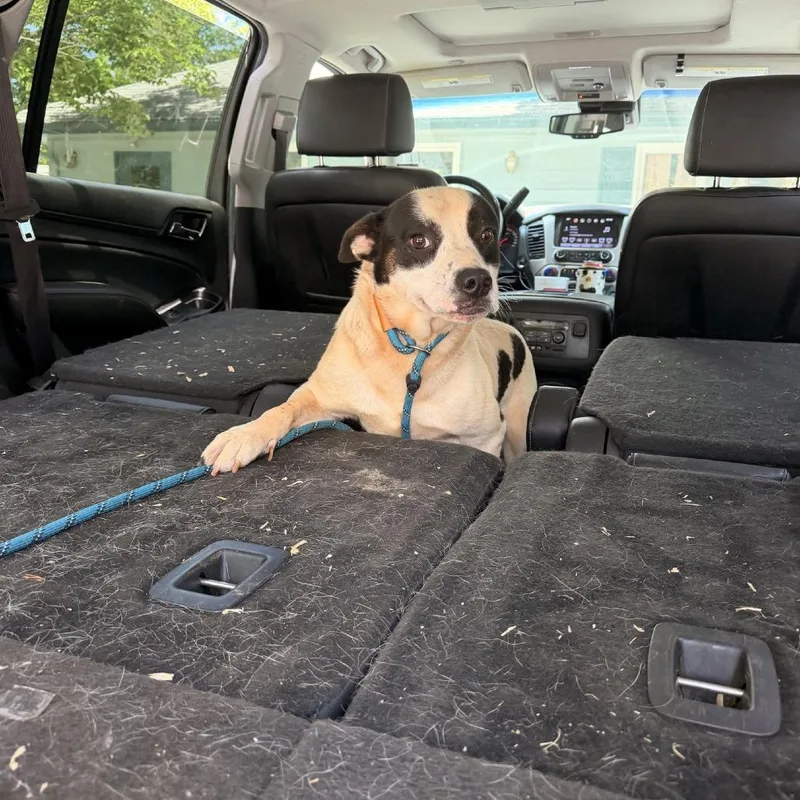 A young medium-sized male White / Cream Cattle Dog dog named Louie for adoption in Columbus, NC