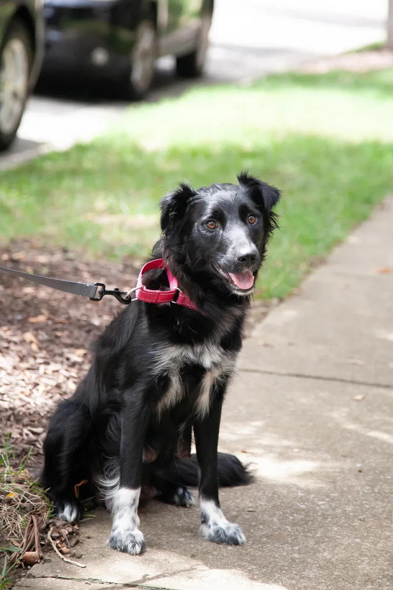 A young medium-sized female Black Aussiedoodle dog named Bee for adoption in Franklin, TN