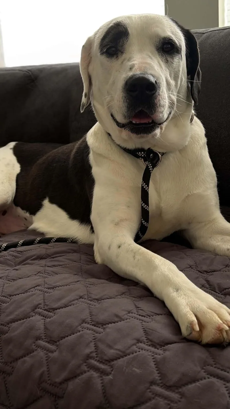 An adult large-sized female Pit Bull Terrier dog named Peppermint Pattie for adoption in Salt Lake City, UT