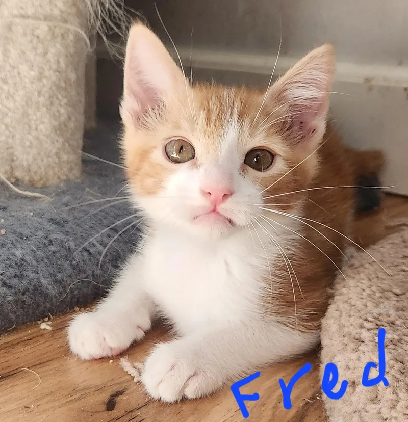 A baby medium-sized male Tabby (Orange / Red) Domestic Short Hair cat named Fred for adoption in Sonora, CA