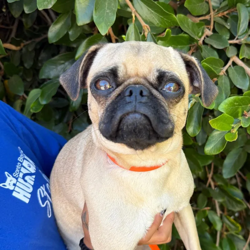 A young small-sized female Yellow / Tan / Blond / Fawn Pug dog named Petunia for adoption in Santa Barbara, CA