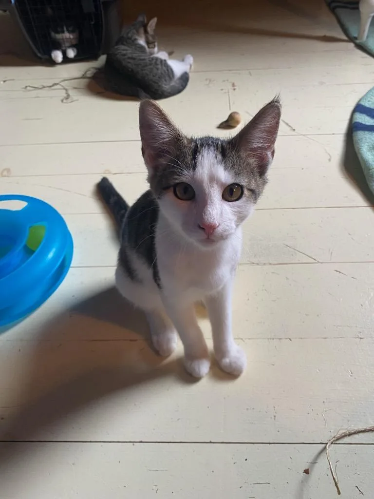 A baby small-sized male Domestic Short Hair cat named Seashell aka Cloudberry for adoption in Gorham, ME