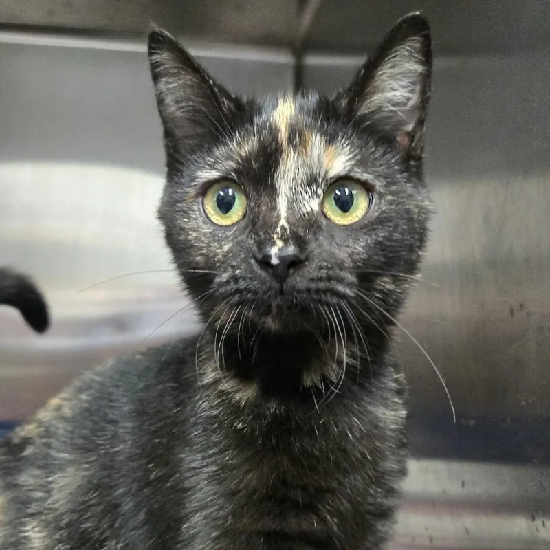 A baby medium-sized female Tortoiseshell Domestic Short Hair cat named Molly Ringwald for adoption in Martinsville, IN