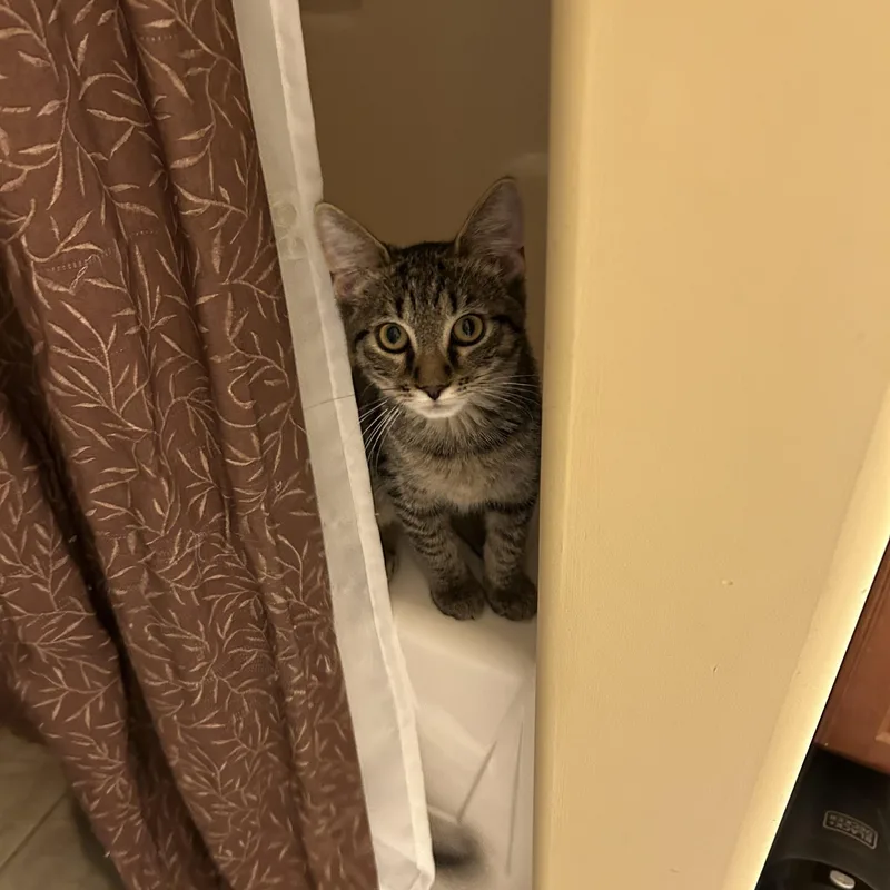 A baby medium-sized female Tabby (Brown / Chocolate) Domestic Short Hair cat named Dutchess for adoption in Mechanicsburg, PA