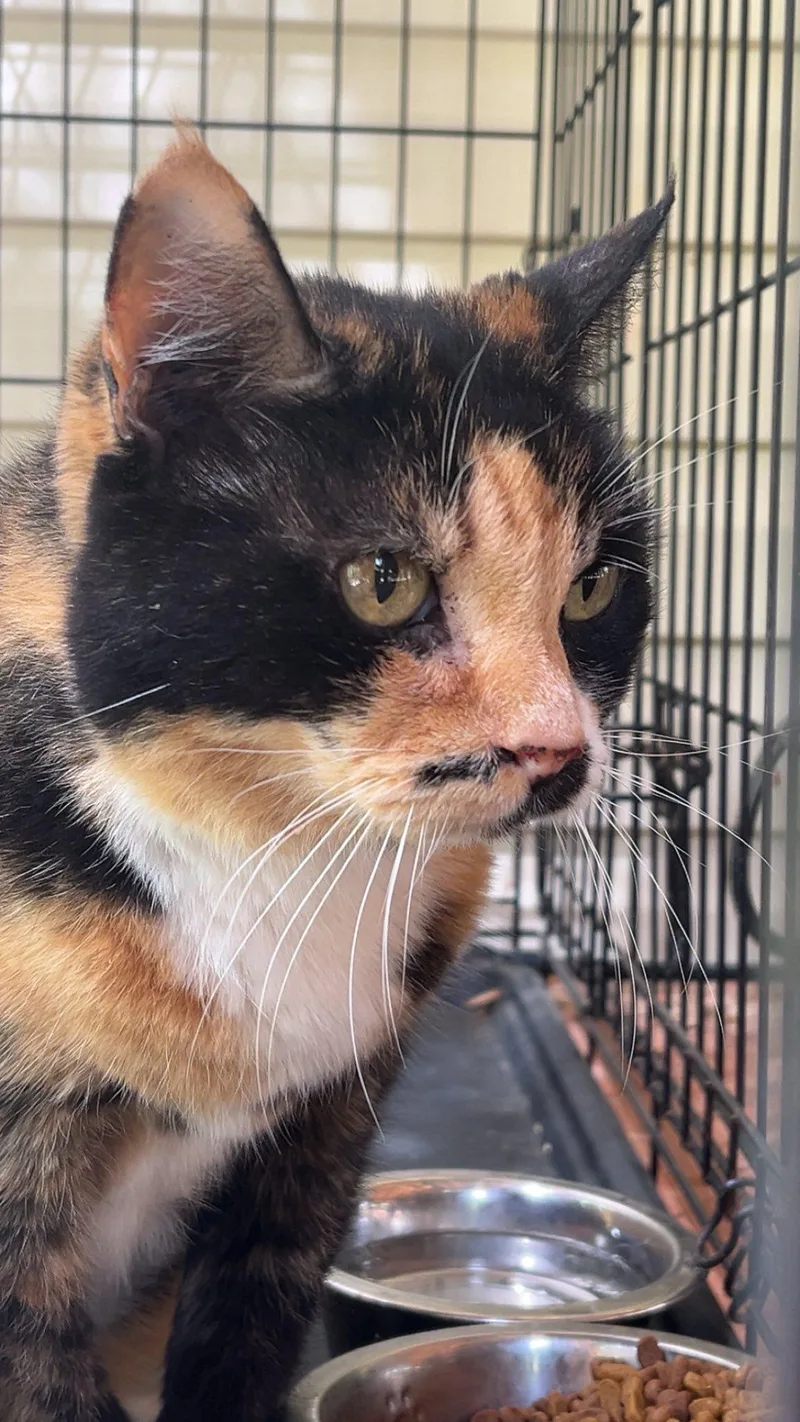 A young medium-sized female Calico cat named Morgan for adoption in Wilmington, NC