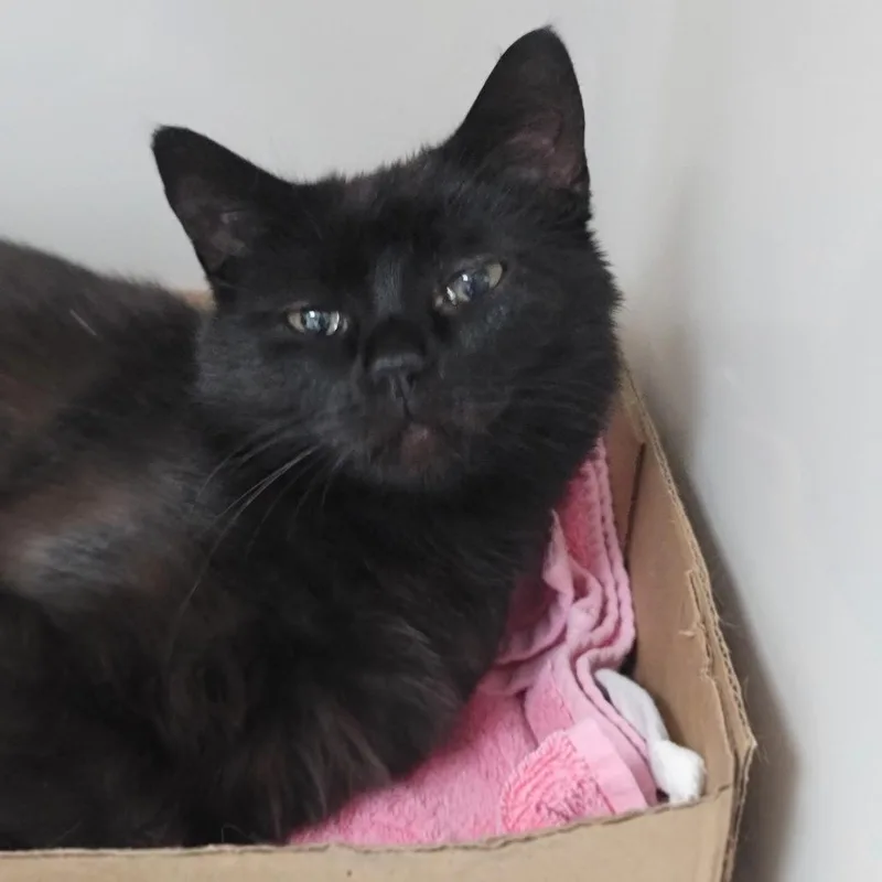 An adult medium-sized female Black Domestic Short Hair cat named Shadow for adoption in La Grange, KY