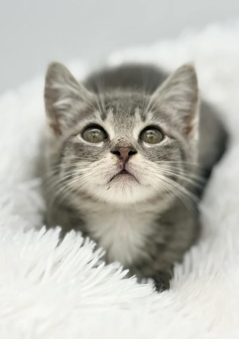 A baby medium-sized female Gray / Blue / Silver Russian Blue cat named Orbiter for adoption in Covington, LA