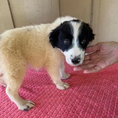 A baby medium-sized male White / Cream Mixed Breed dog named Wayne for adoption in Alexandria, VA