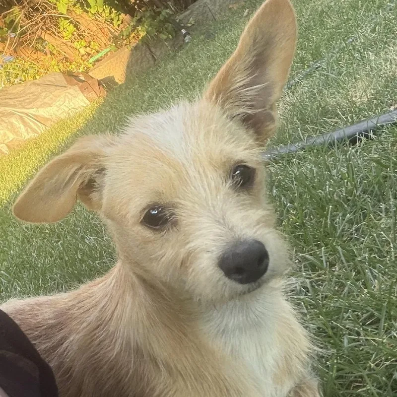 Odie