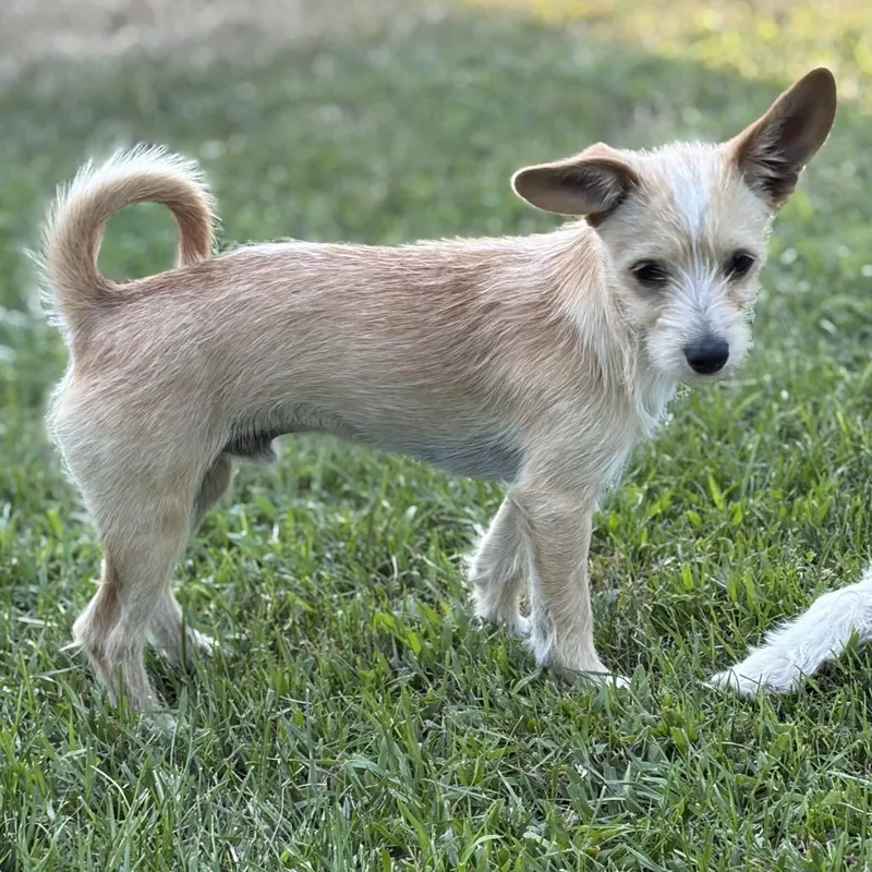 Odie thumbnail 2