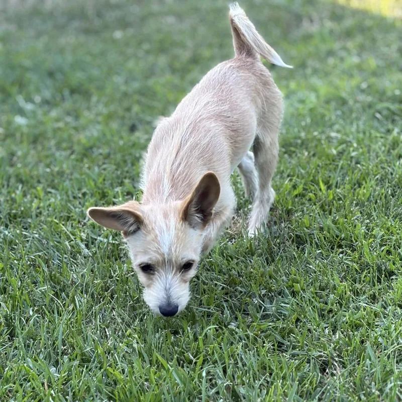 Odie thumbnail 3