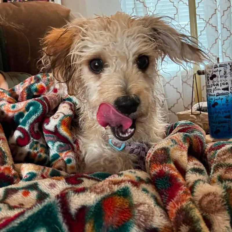 Odie thumbnail 4