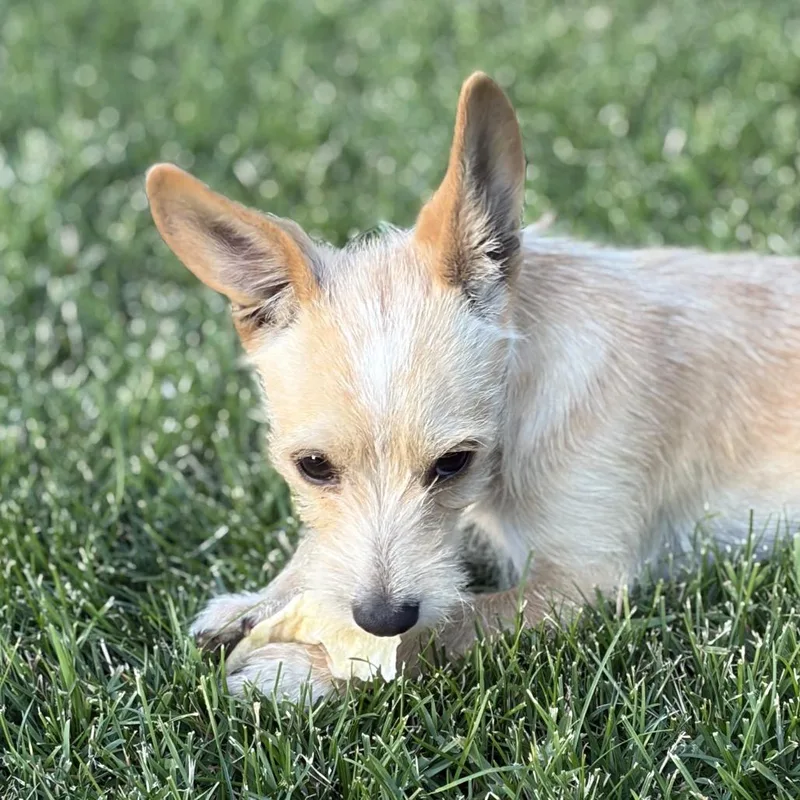 Odie thumbnail 5