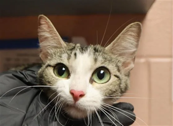 A young medium-sized female Domestic Short Hair cat named Gabbie for adoption in Columbia, SC