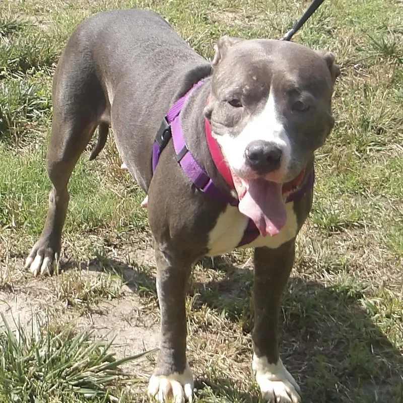 An adult large-sized female Pit Bull Terrier dog named June for adoption in Gloucester, VA