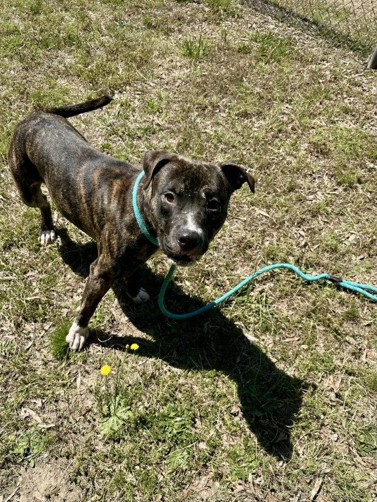 An adult large-sized male Pit Bull Terrier dog named Da  Chip for adoption in Glen Allen, VA
